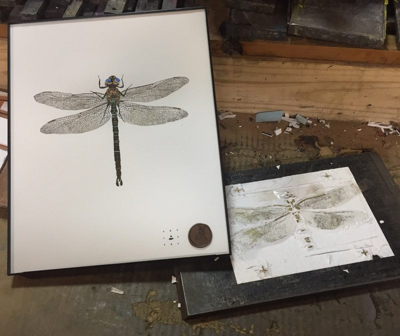 Engraving Plate Dragonfly Print